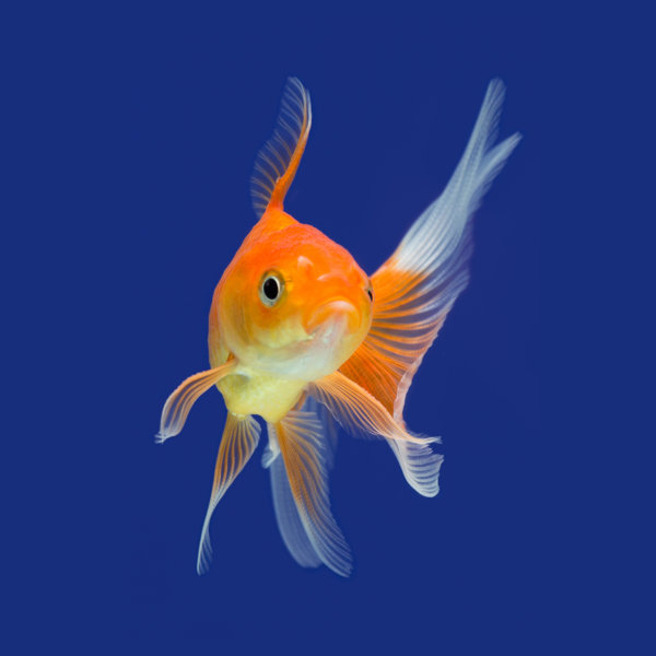 Bay Isle Home Goldfish by Davidionut Wrapped Canvas Photograph